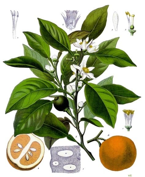 Orange bitters