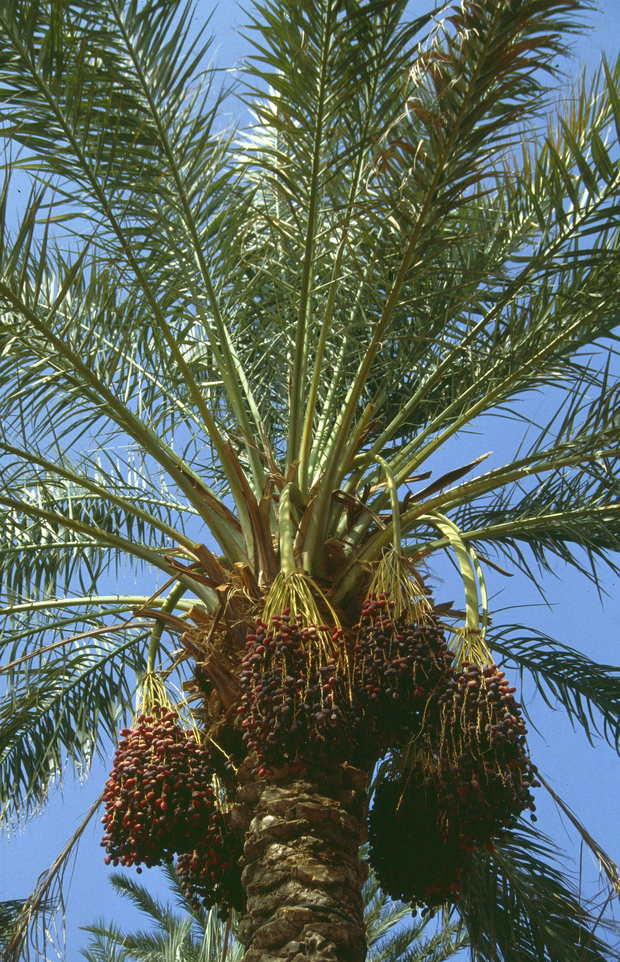 Mazafati