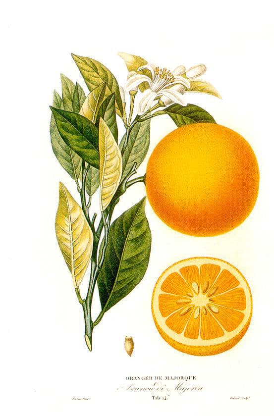 orange oil