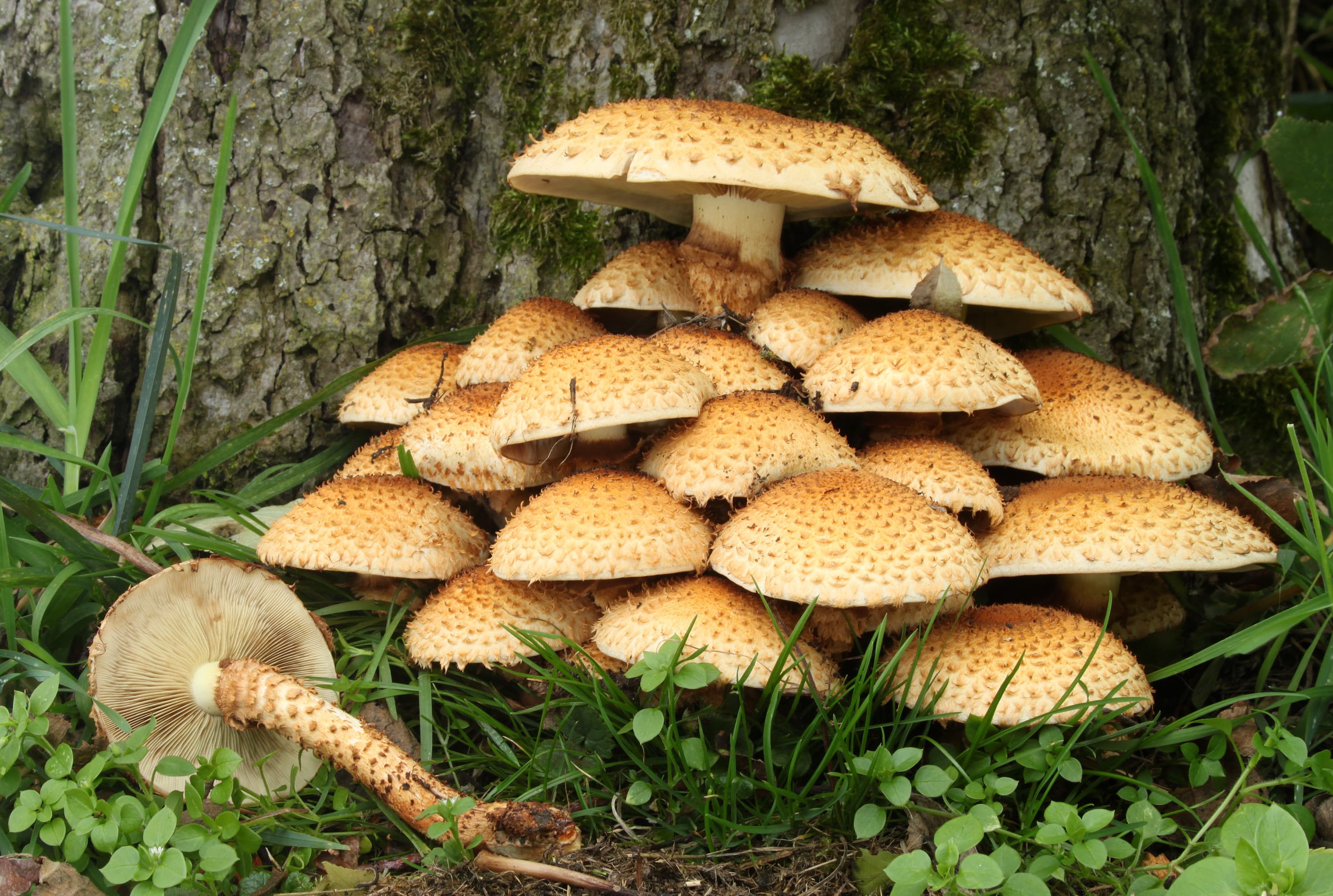 Mushroom, portabella