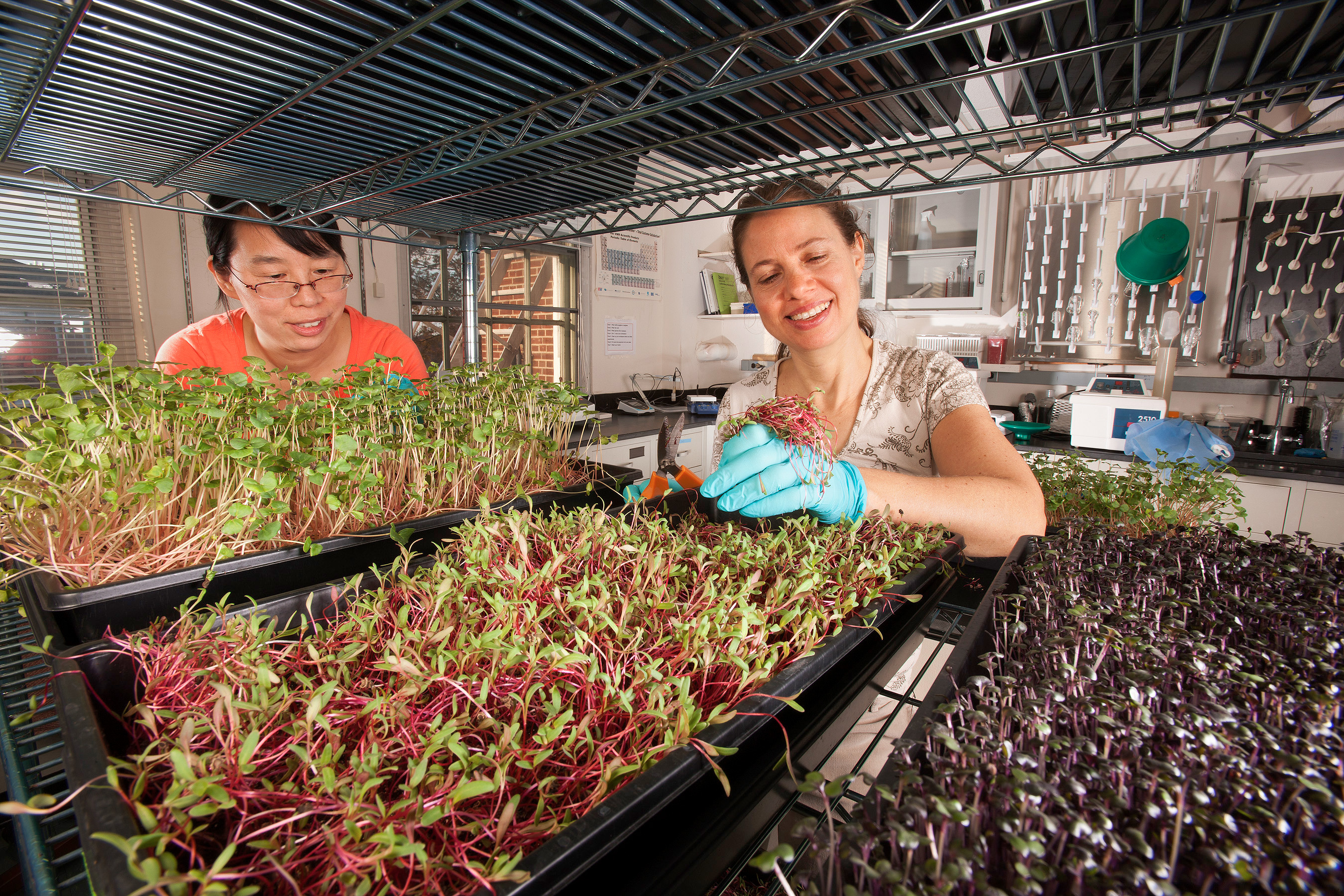 Microgreen