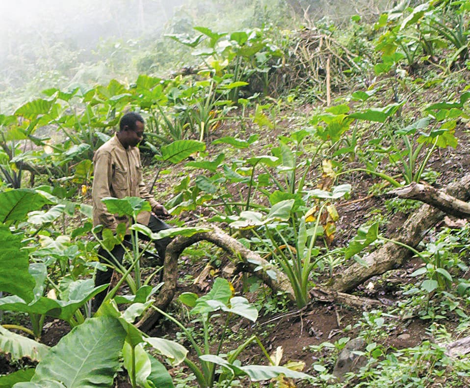 cocoyam