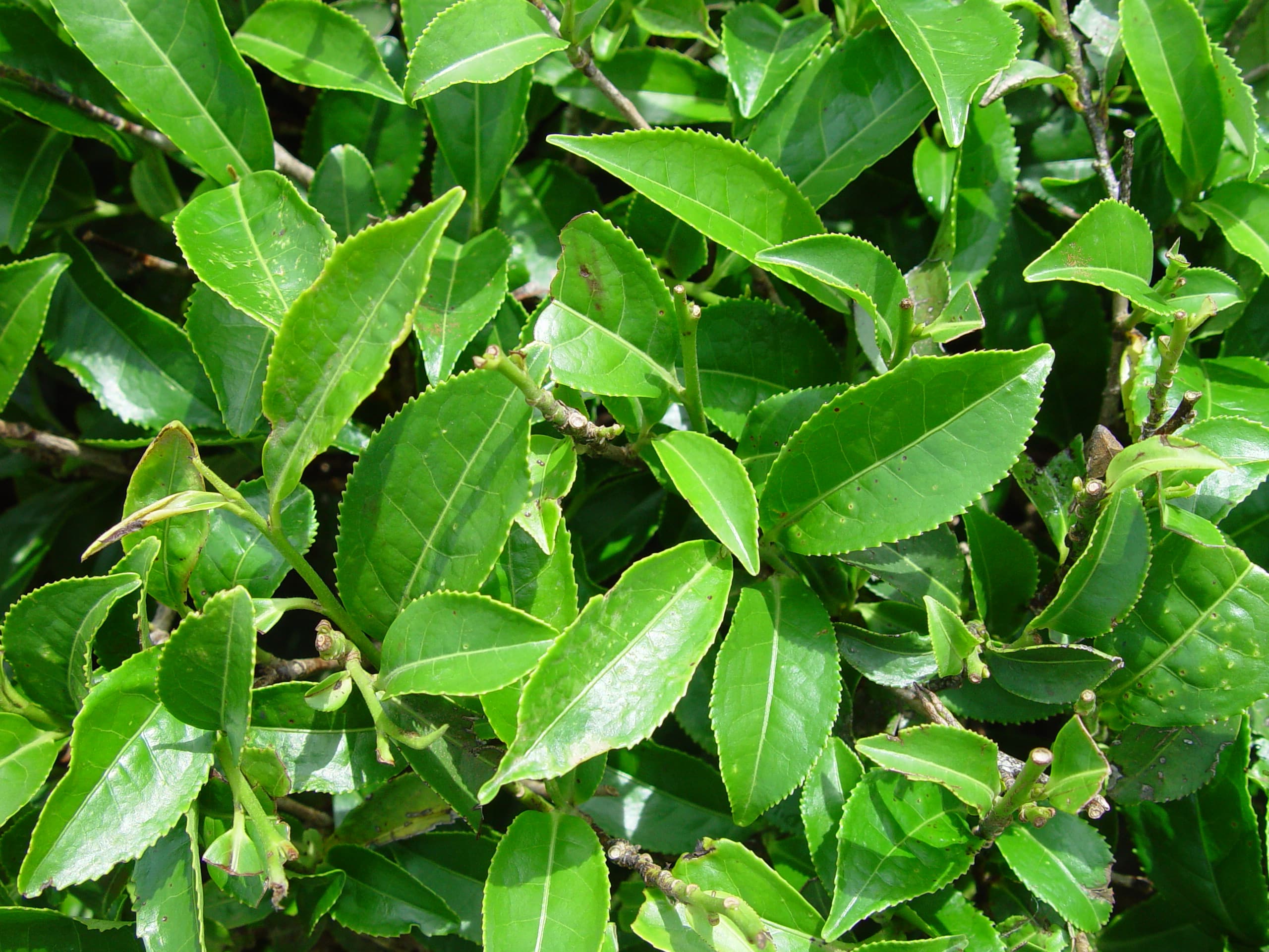 tea leaves