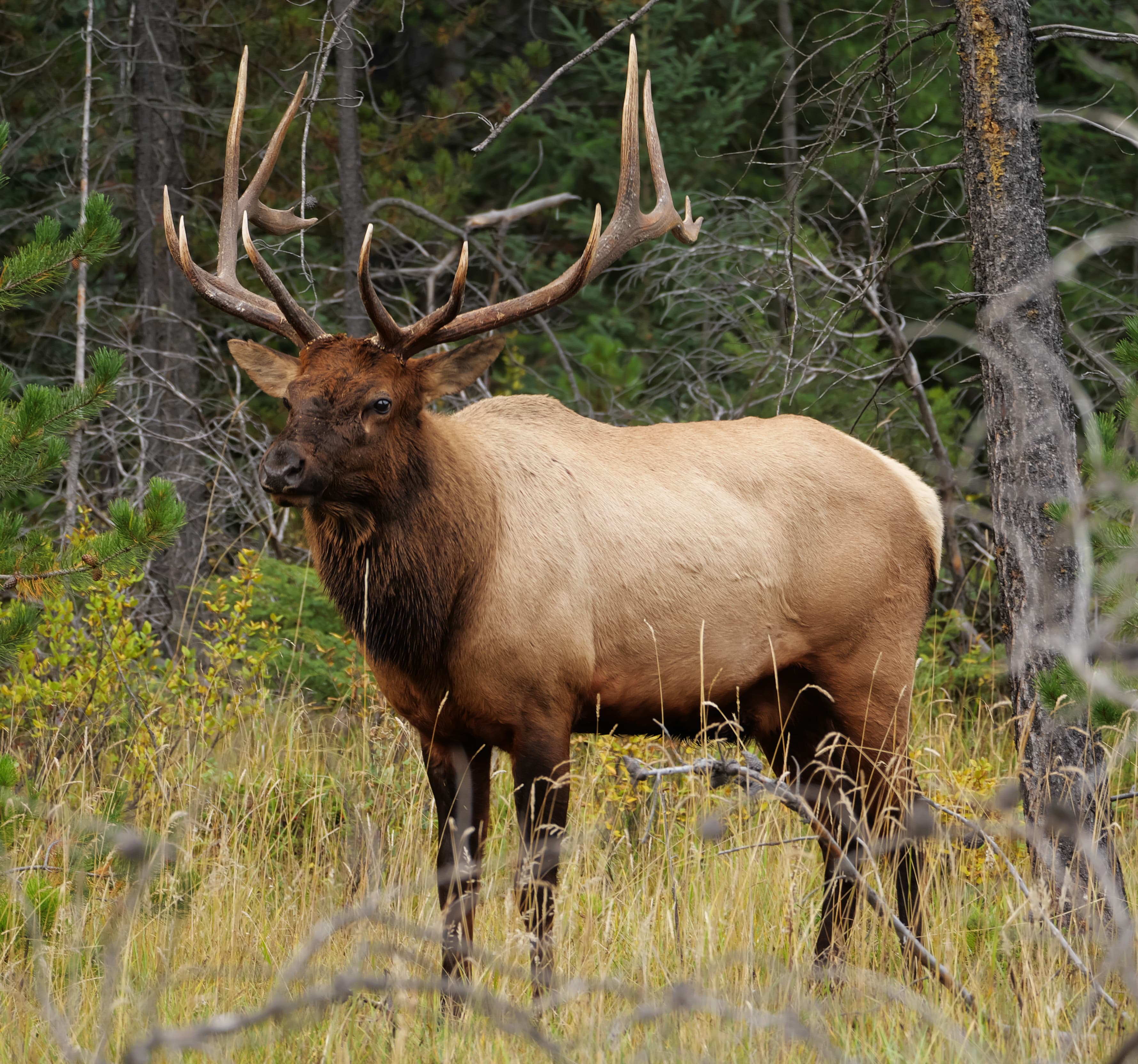 Elk, free range, ground, cooked patties (Shoshone Bannock)
