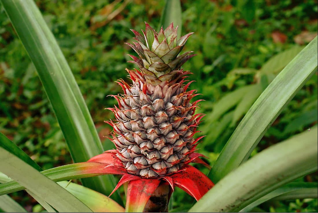 pineapple (raw)