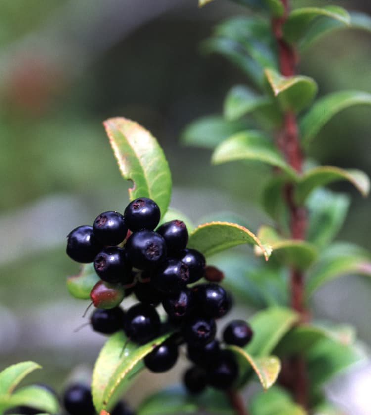 evergreen huckleberry