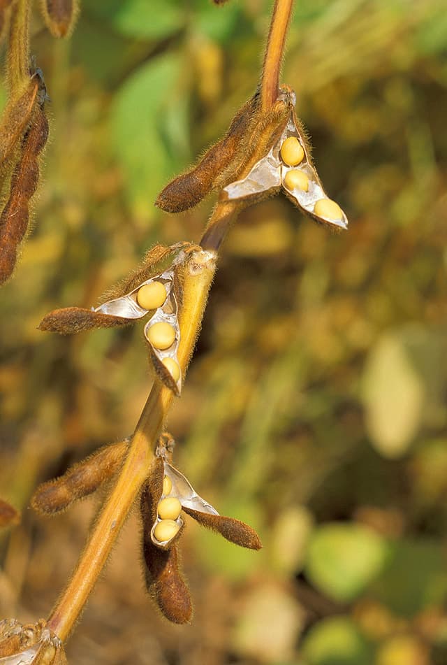 Soybean, curd cheese