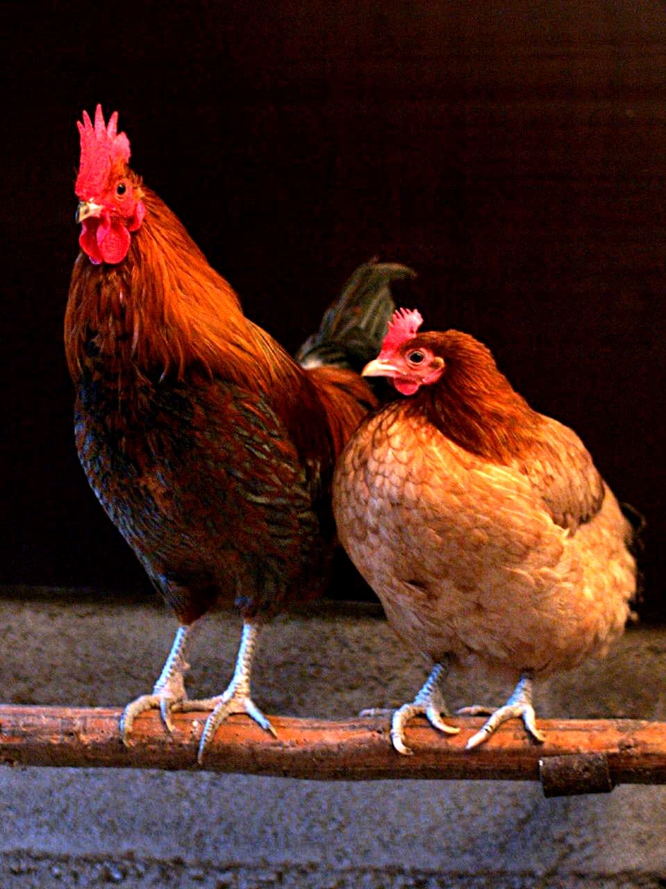 Chicken, broilers or fryers, skin only, cooked, stewed