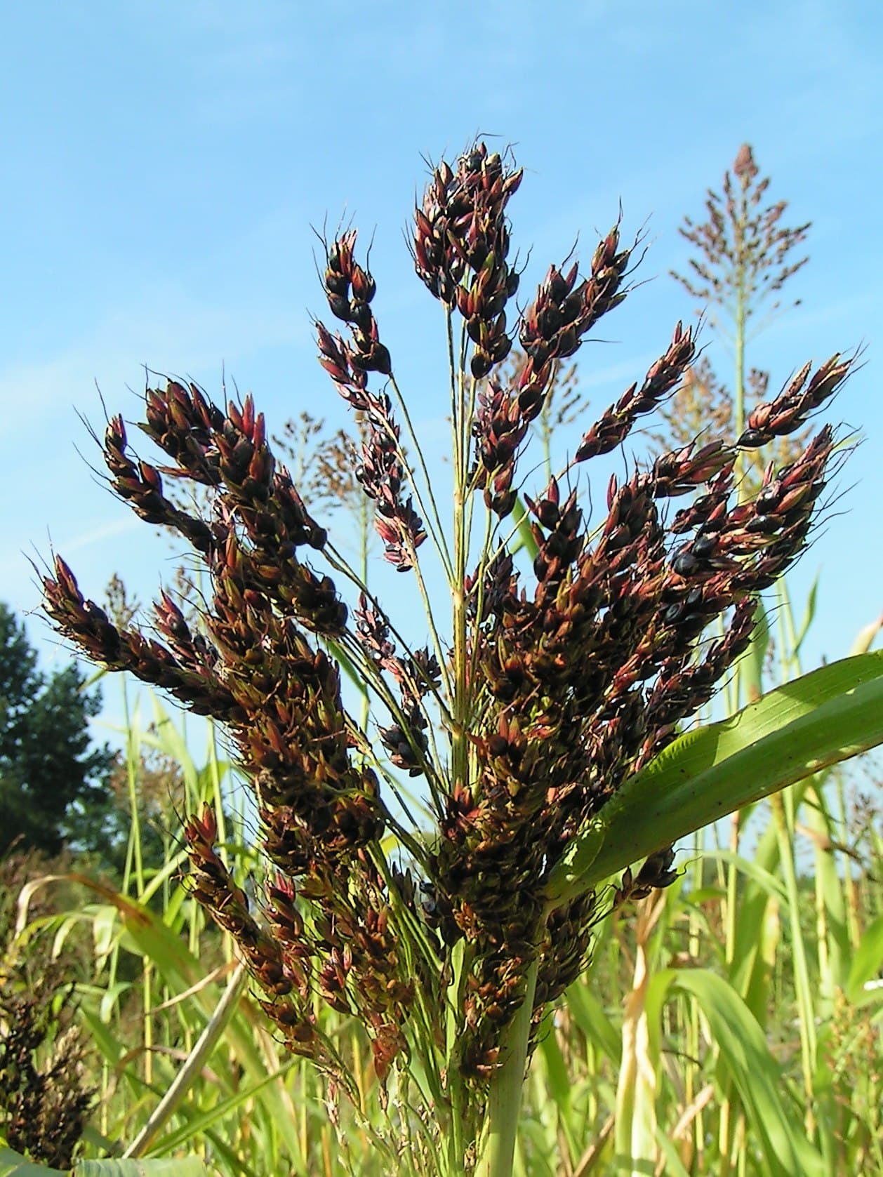 Sorghum, whole grain, white, dry, raw