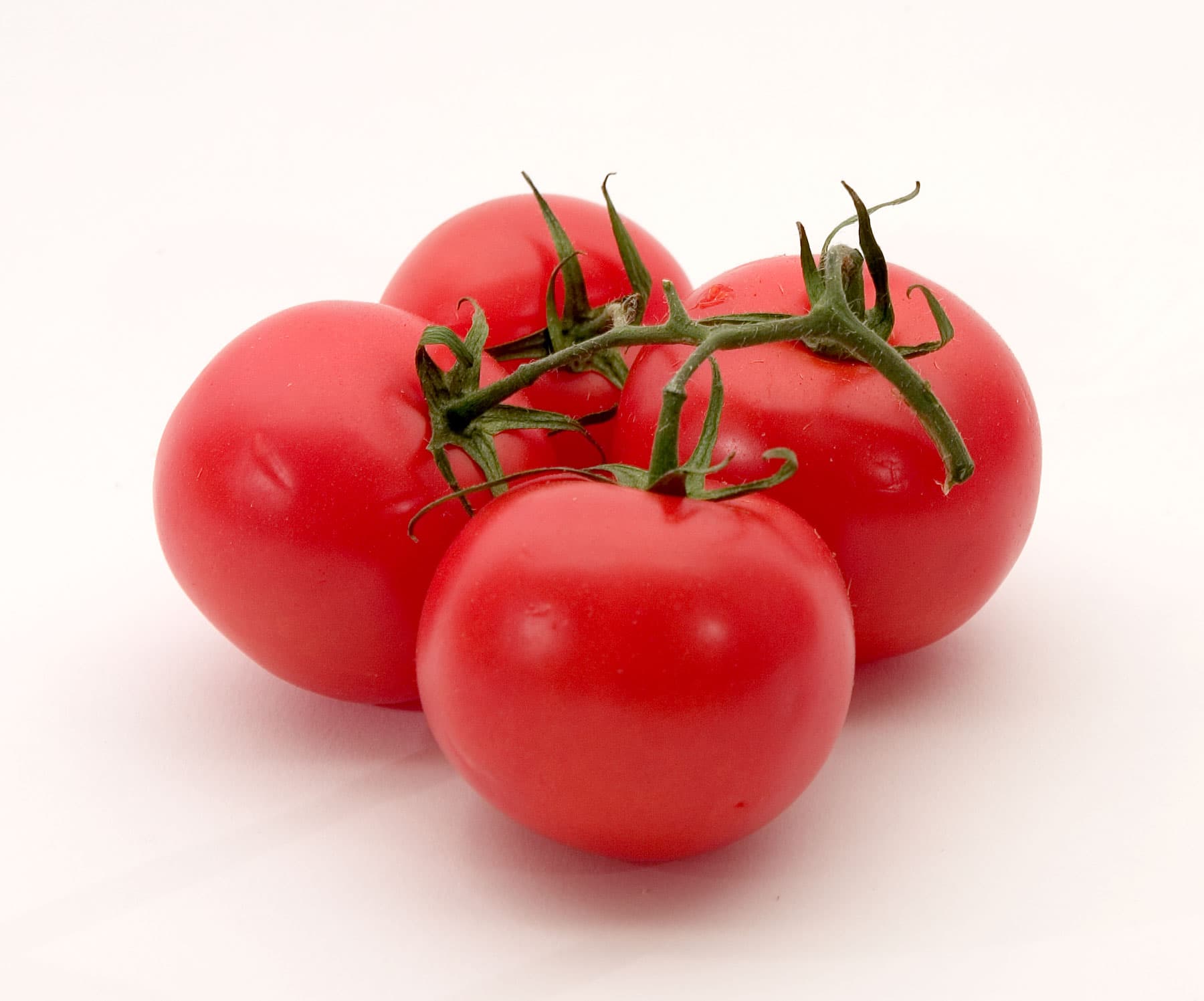 Garden tomato