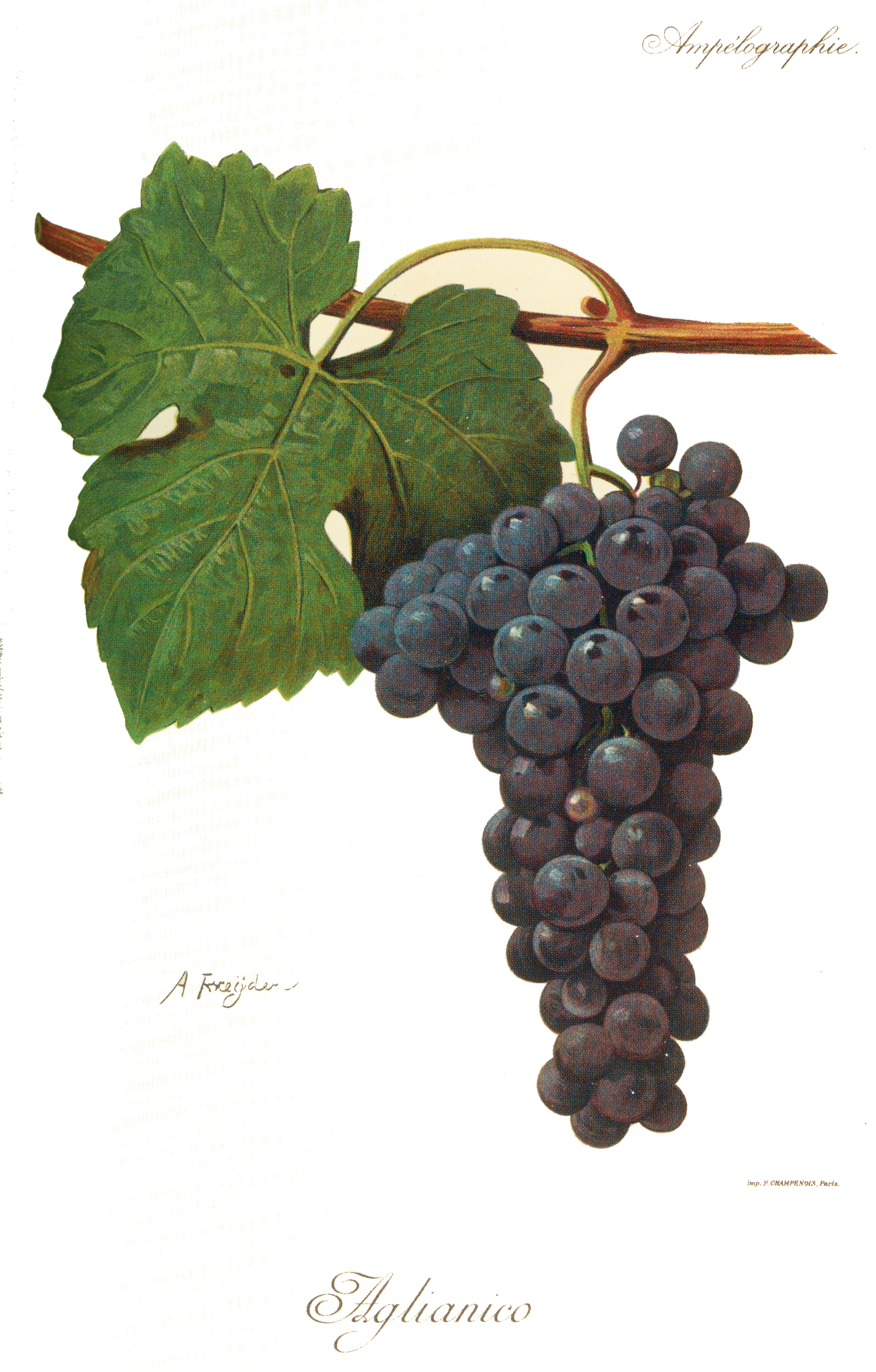 Aglianico