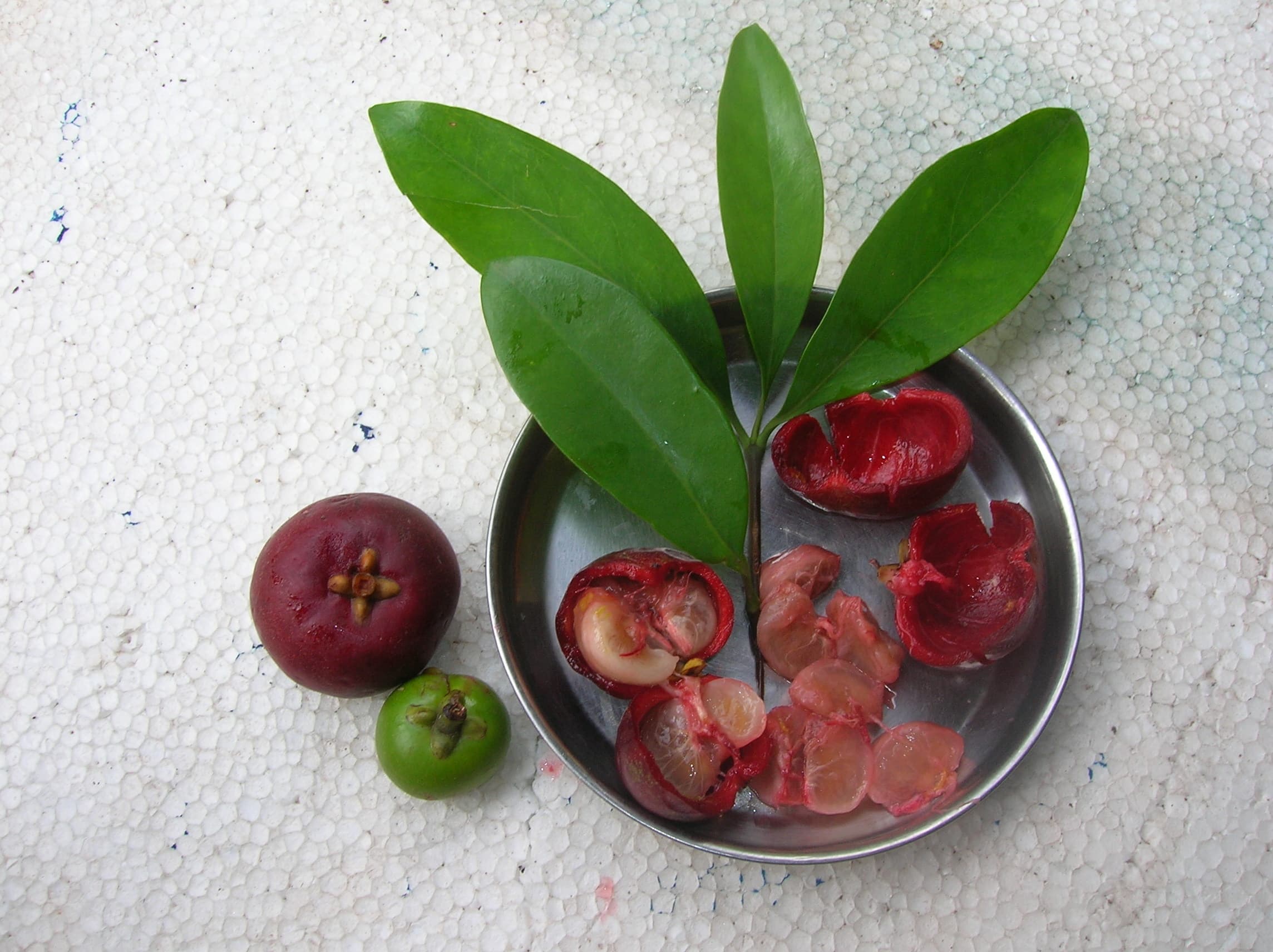Garcinia indica