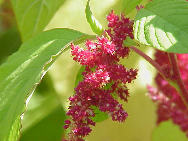 amaranth seed