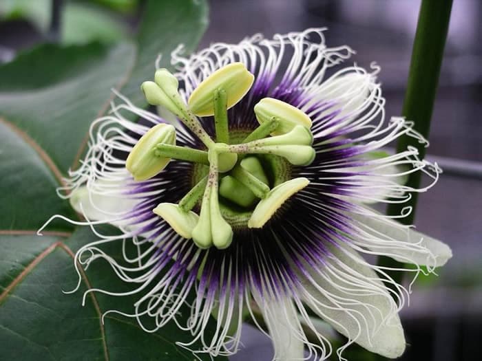 Passion fruit, raw