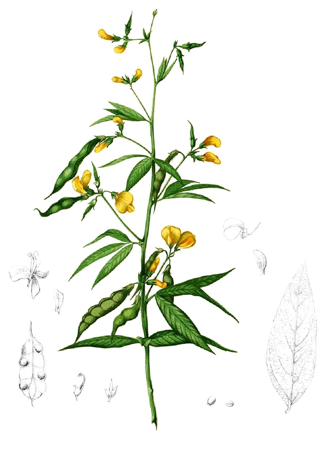 pigeon pea