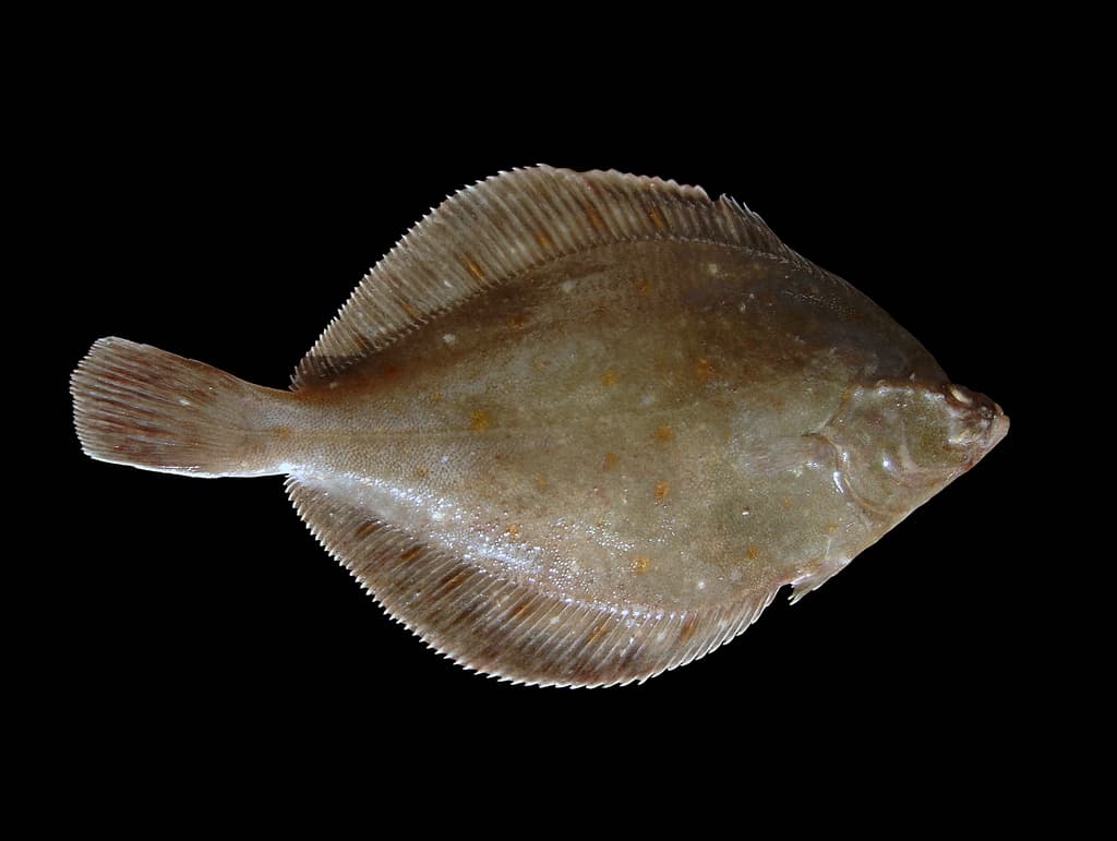 Pleuronectidae (Dab, Halibut, Plaice)