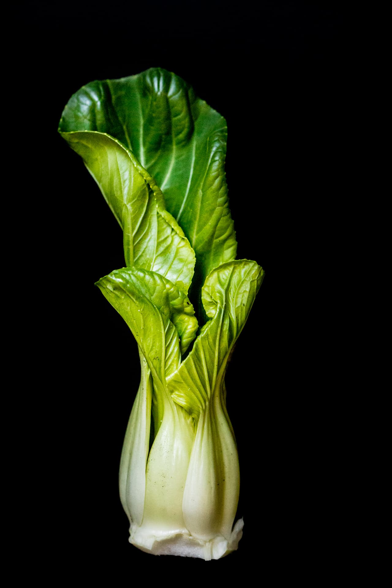 baby bok choy