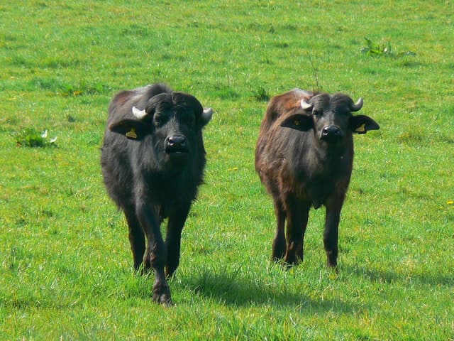 buffalo meat