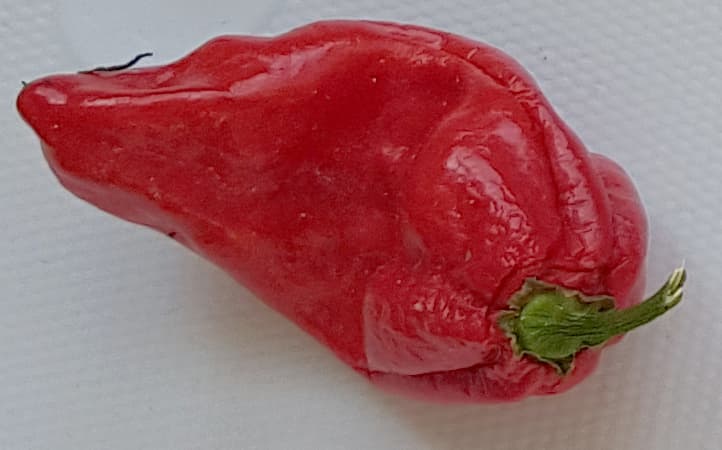 Naga Morich