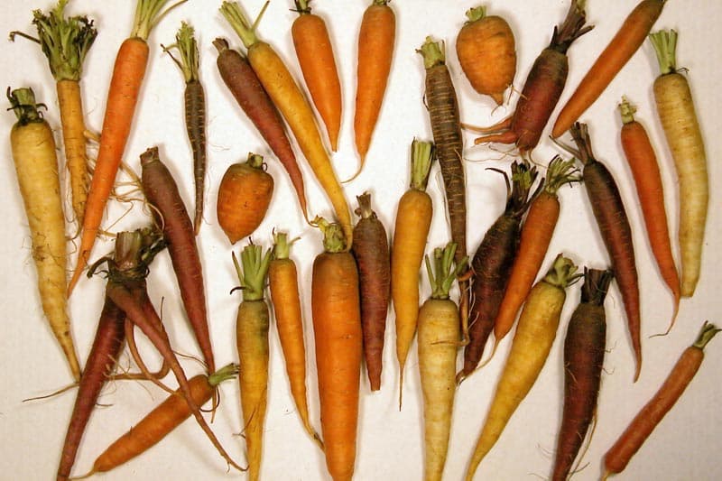 root vegetable