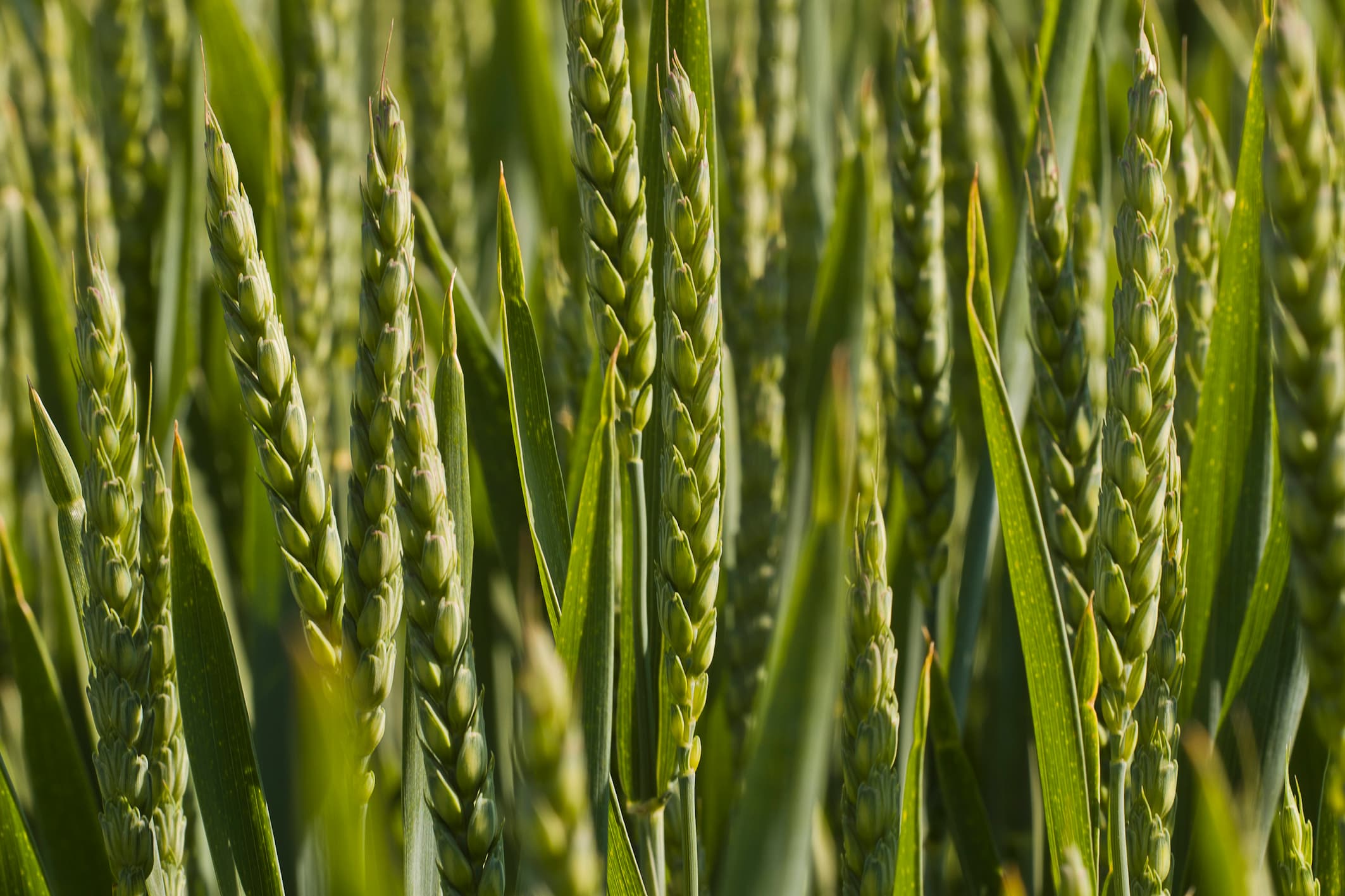 common wheat