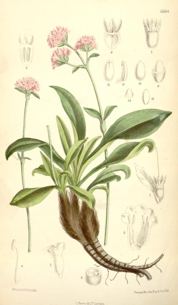 Nardostachys