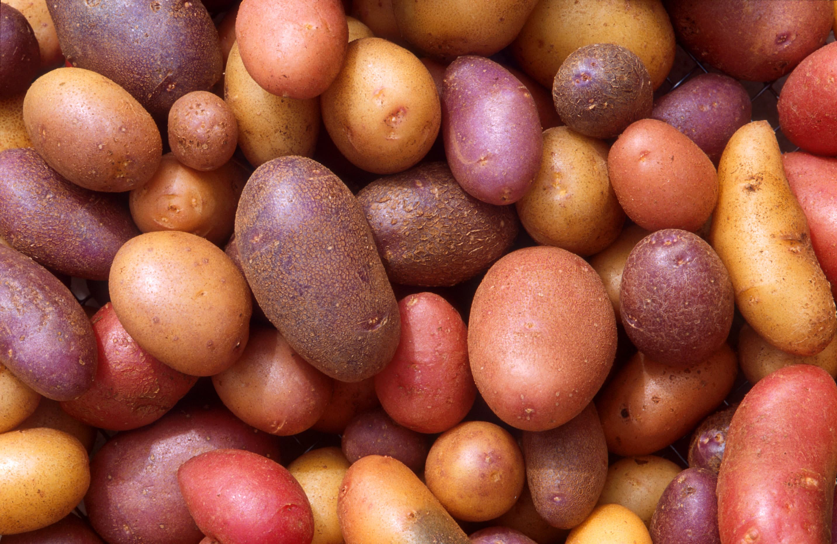 Potato, mashed, dehydrated, granules without milk, whole milk and butter added