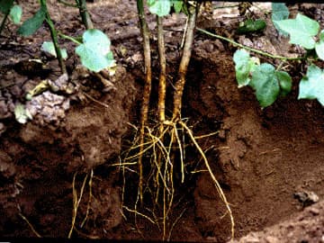 ginseng root