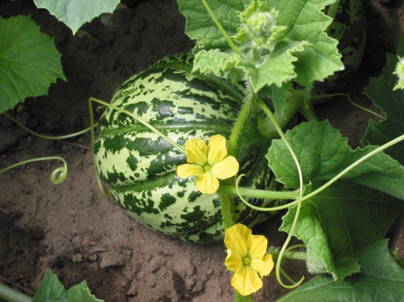 cantaloupe