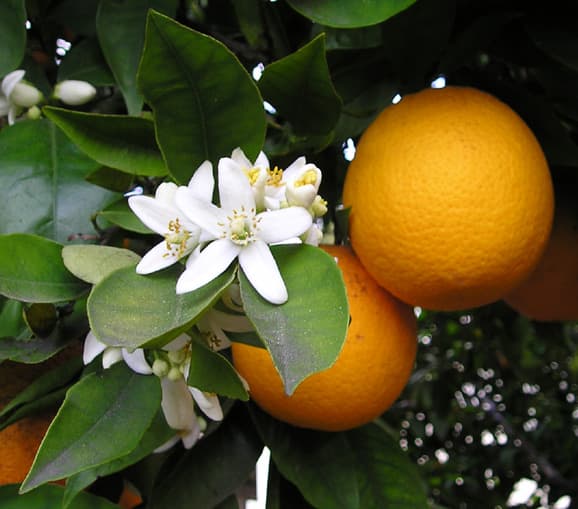 citrus fruit food product