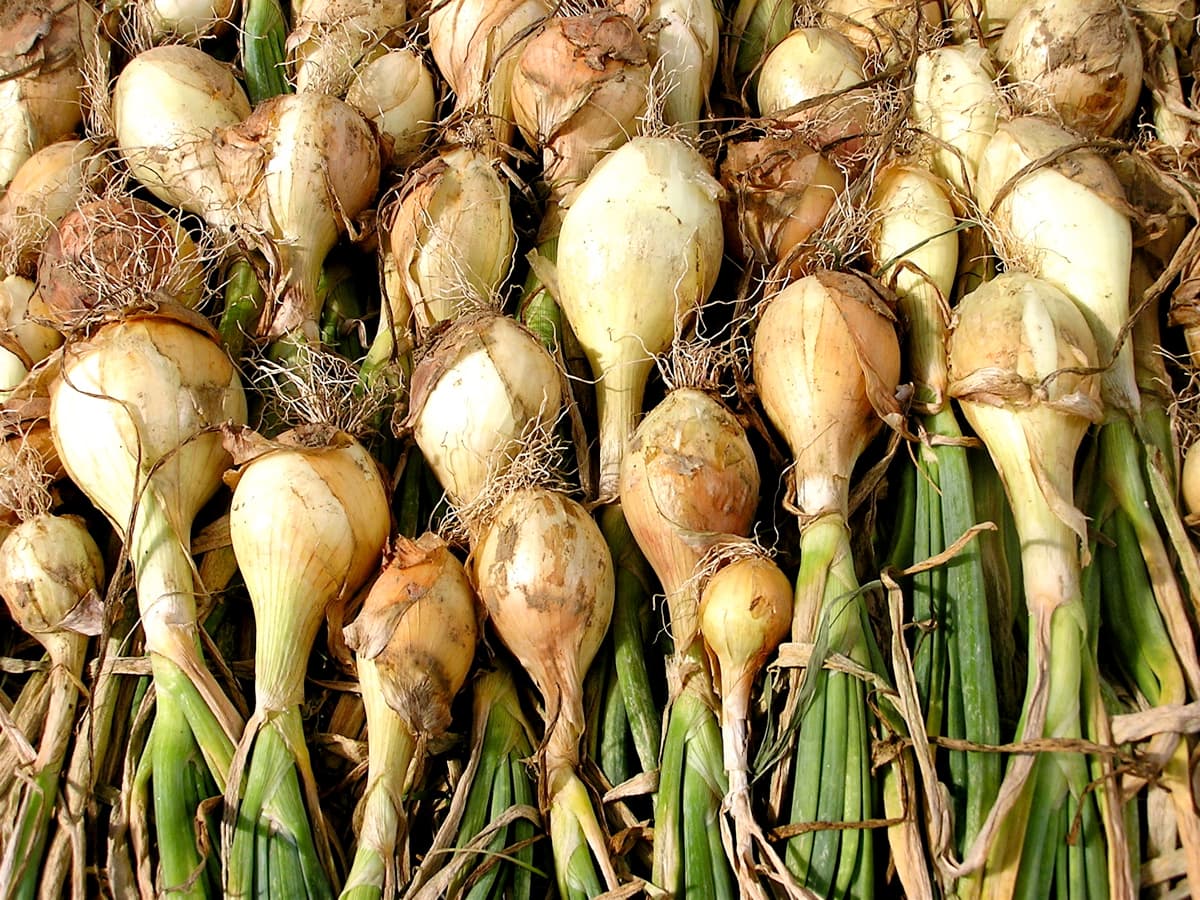 white onion