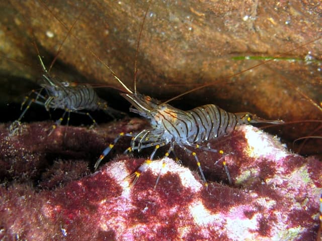 Shrimp
