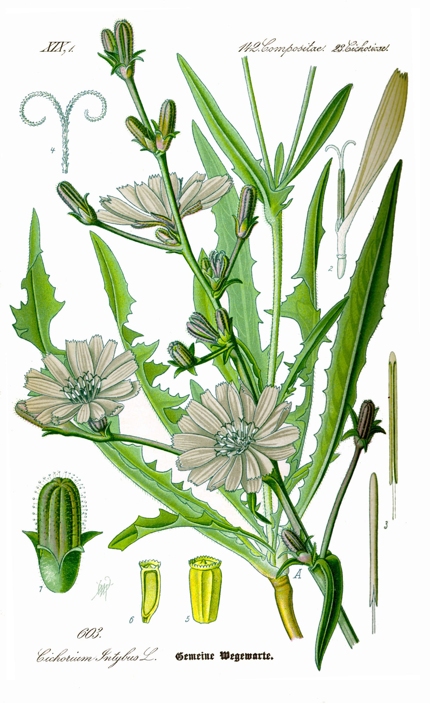 Chicory, witloof, raw