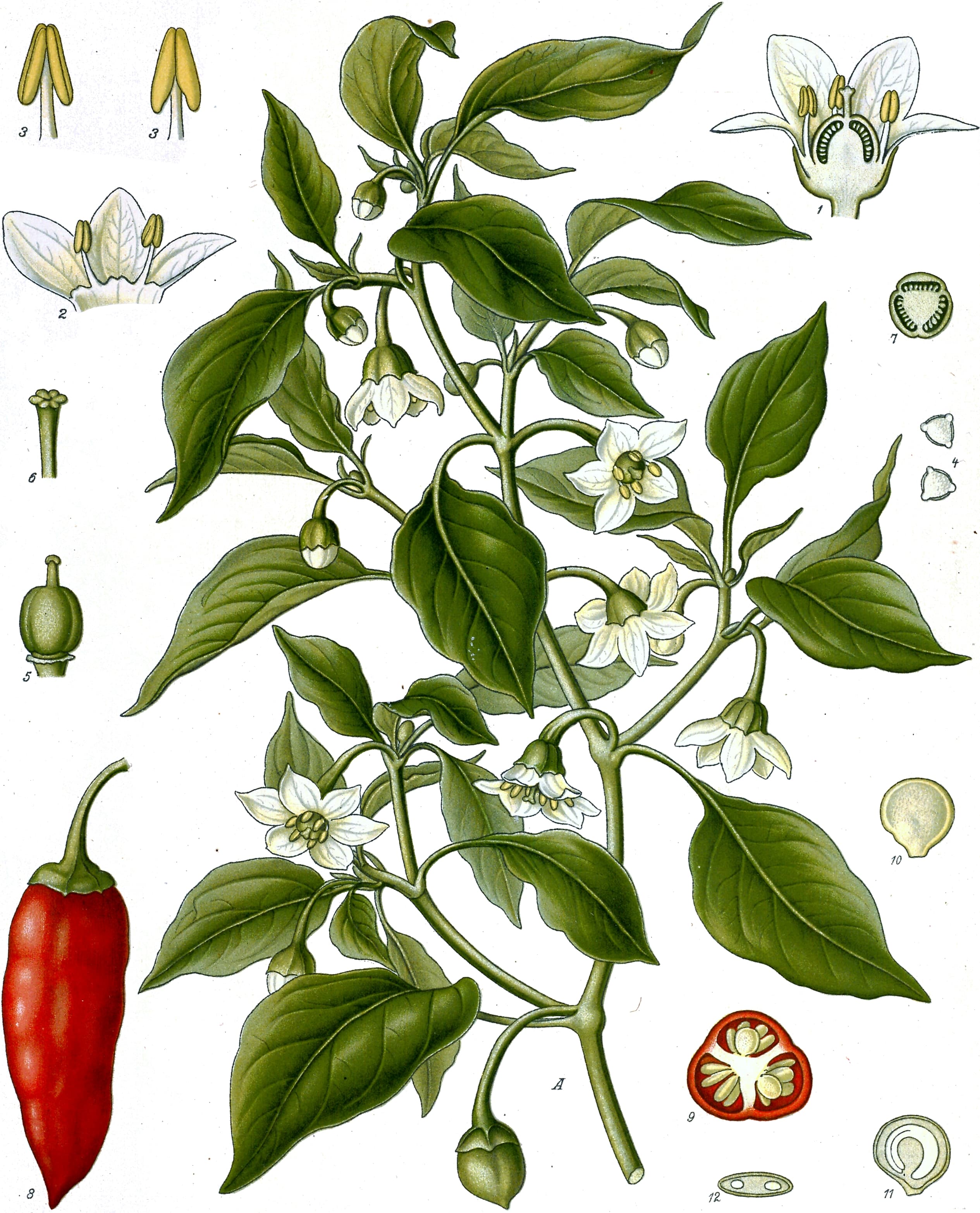 Cayenne pepper