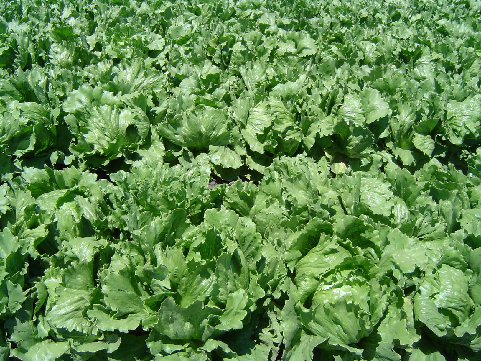 Lettuce, cos or romaine, raw
