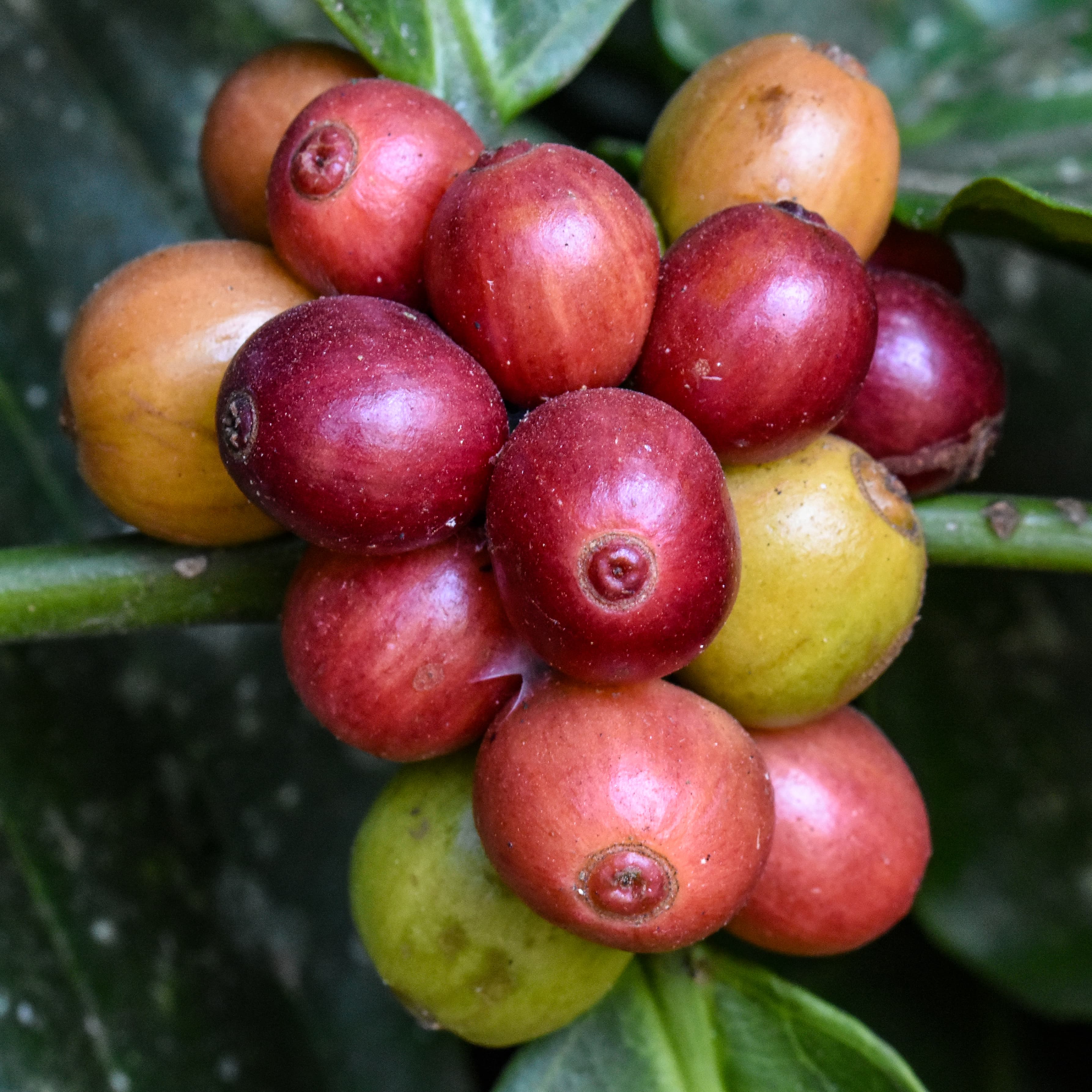 robusta coffee bean