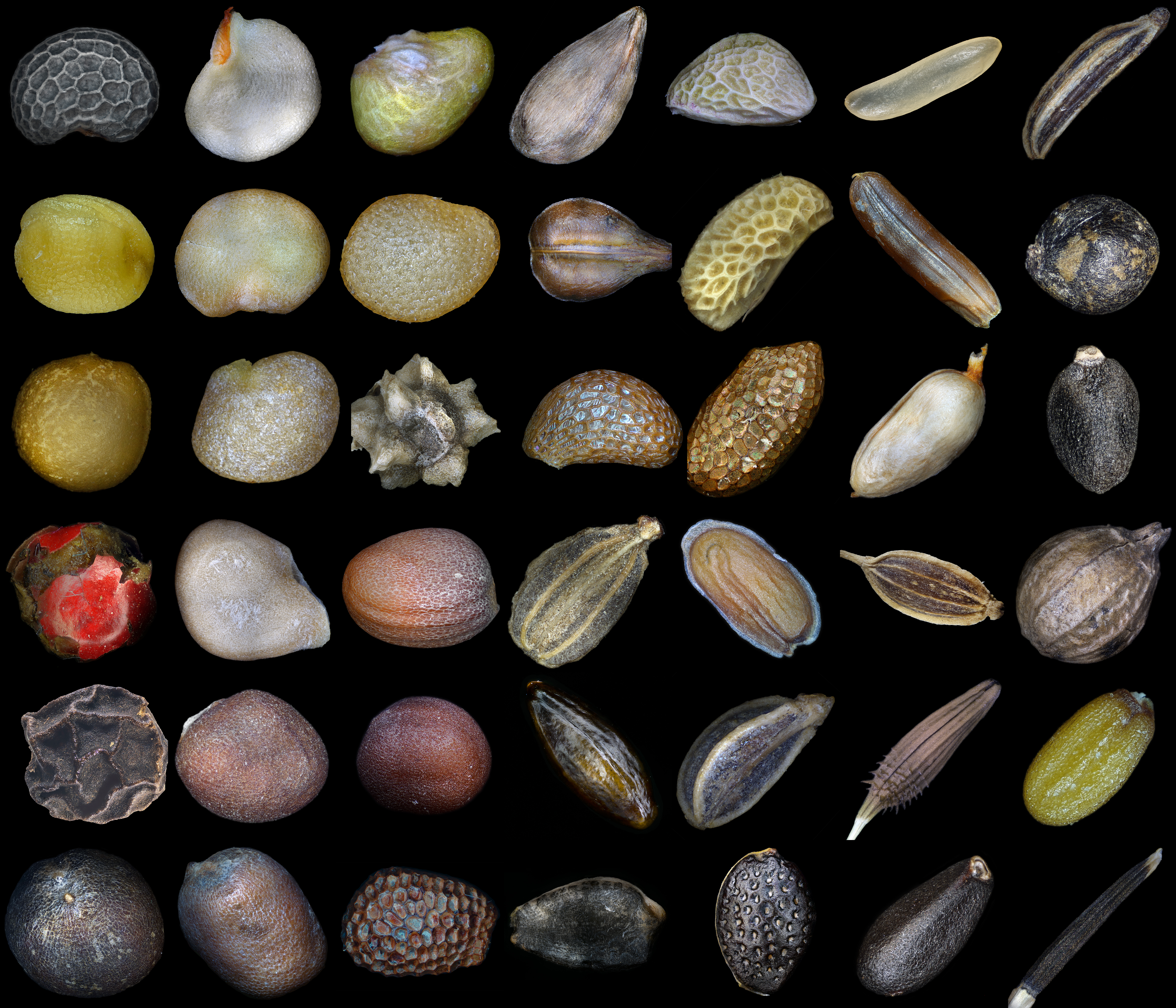 Flax Seed