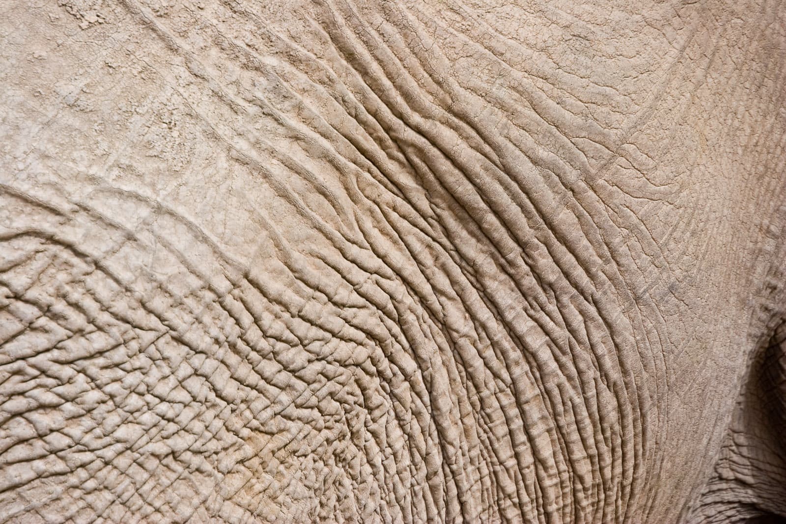 fish skin
