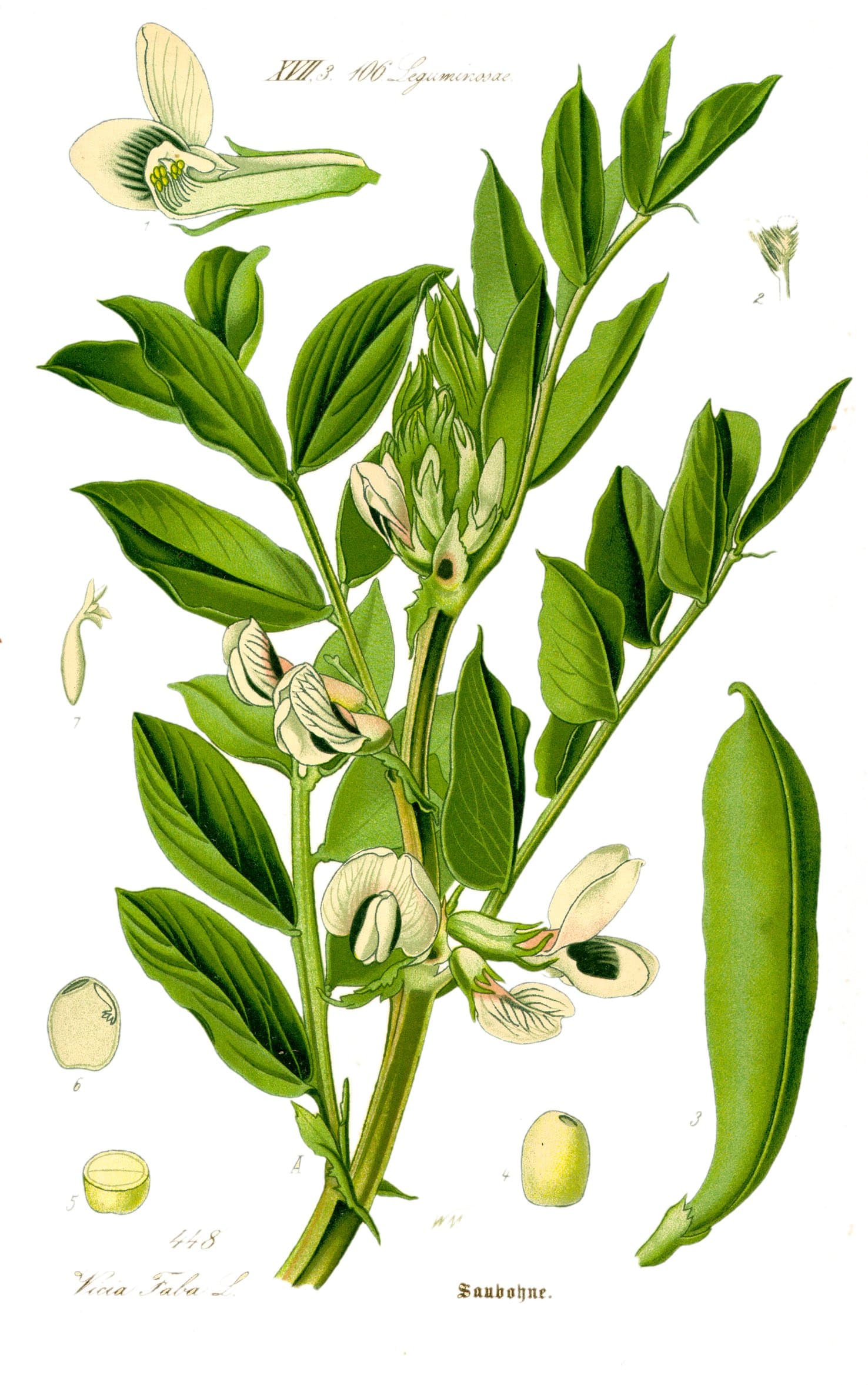 fava