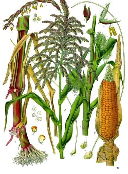 Corn, sweet, yellow, canned, vacuum pack, no salt added