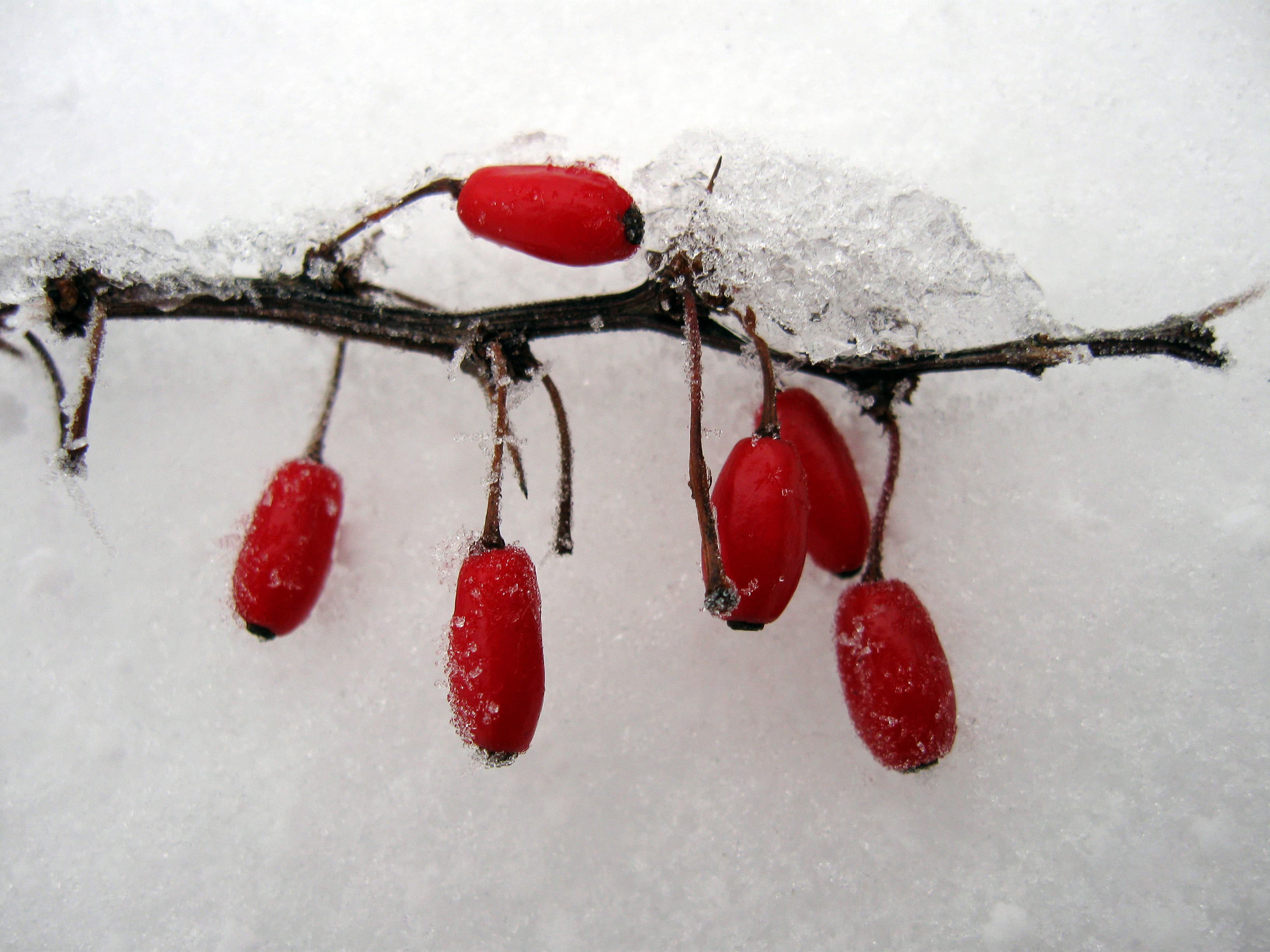 Rye Berries