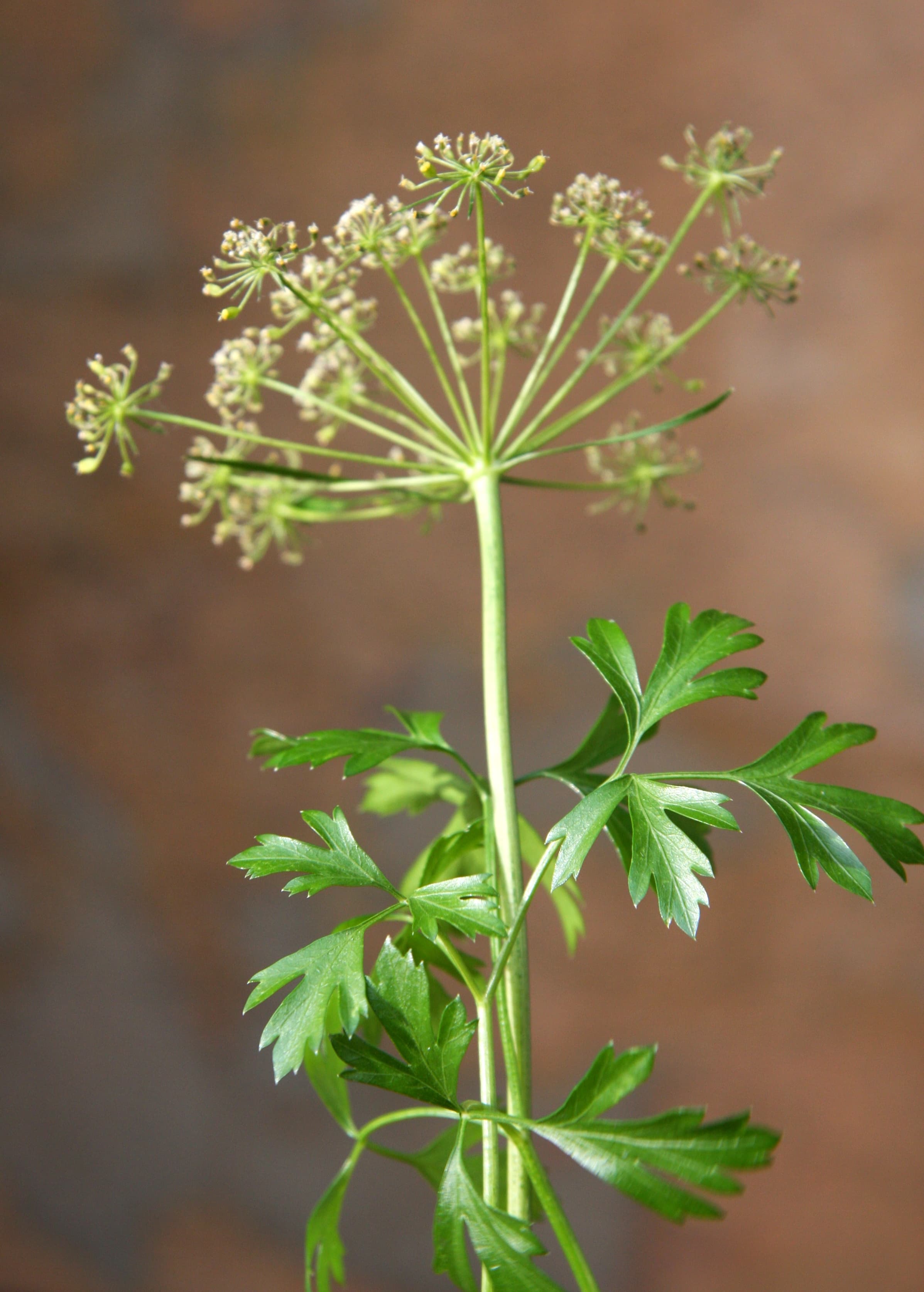 parsley (whole or pieces)