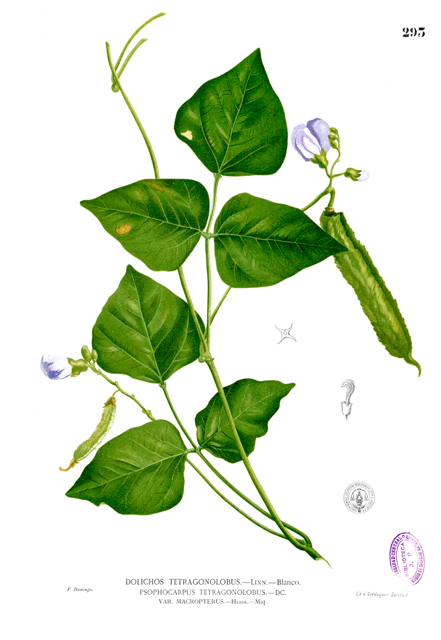 Winged beans, mature seeds, cooked, boiled, without salt