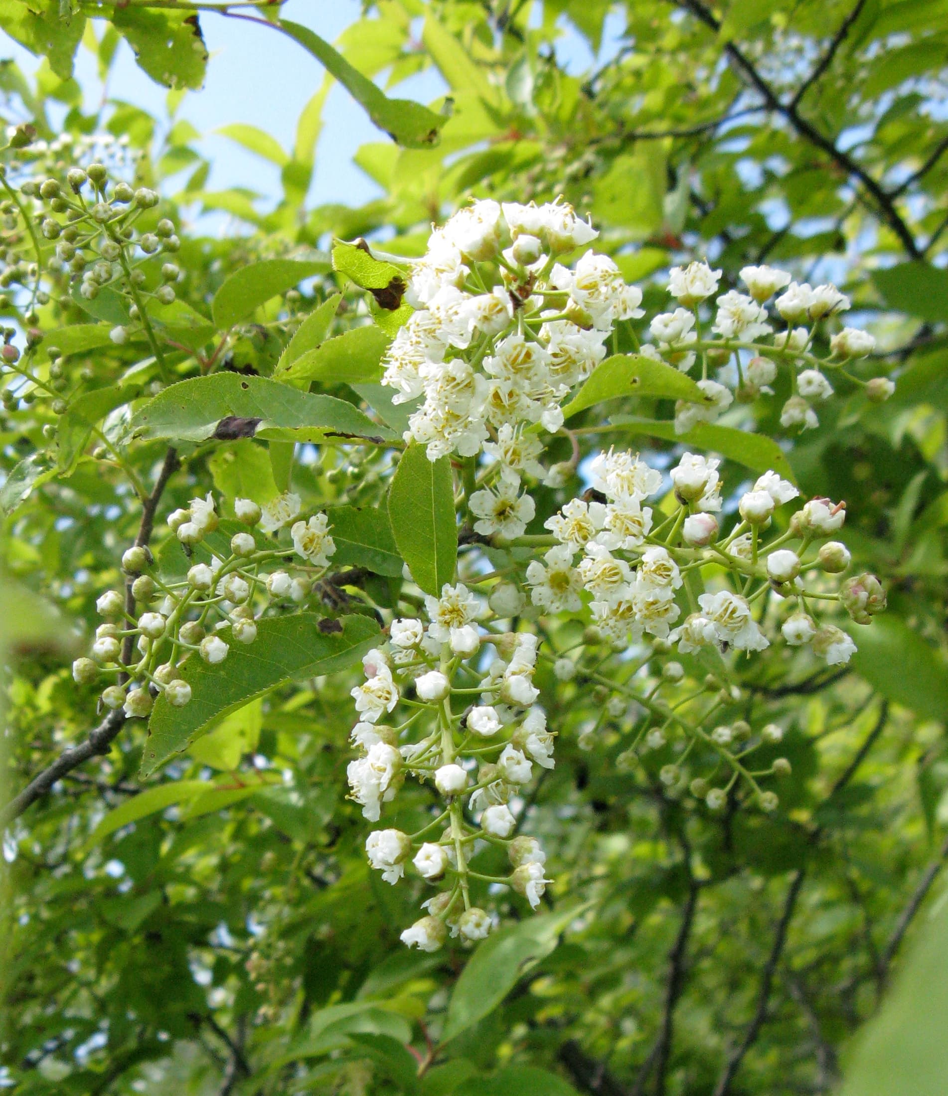 chokecherry