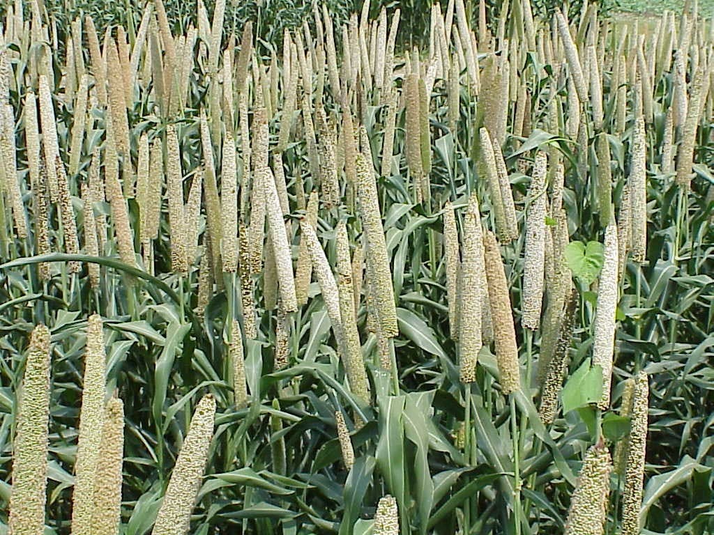 Pearl Millet