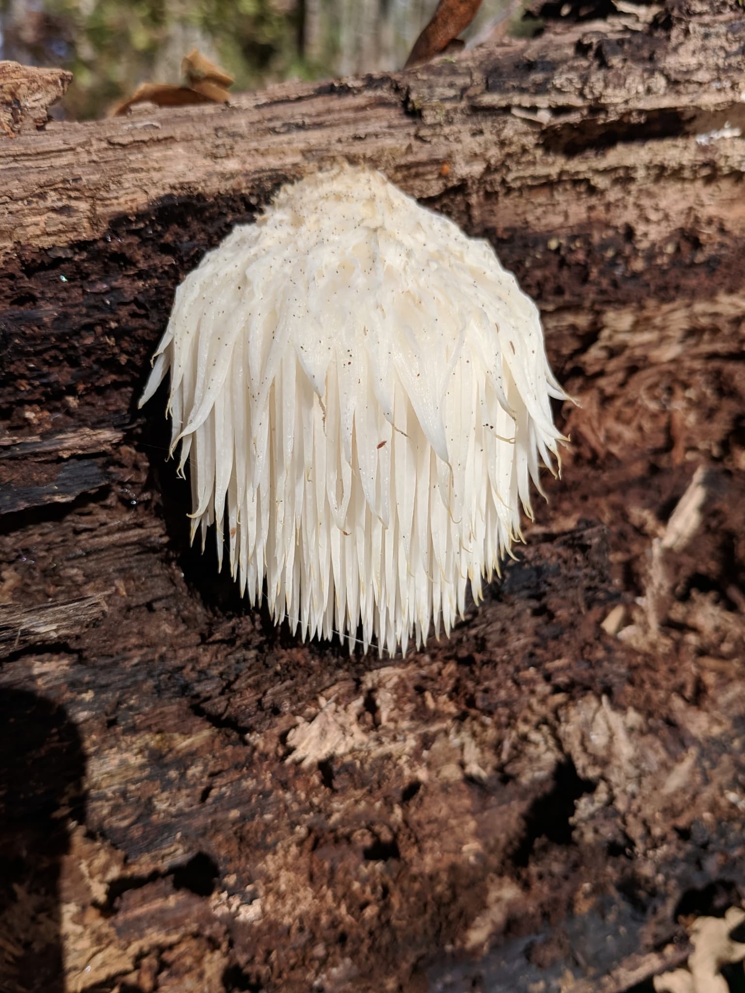 Hericium erinaceus