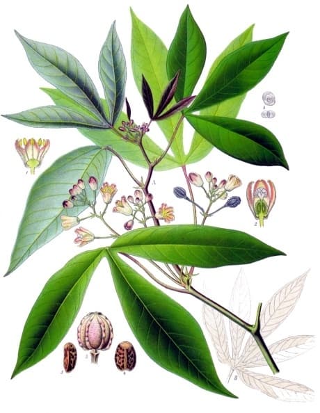 cassava flour