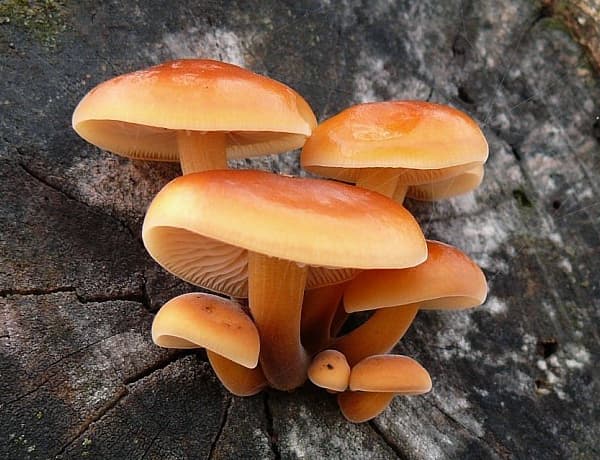 Flammulina velutipes