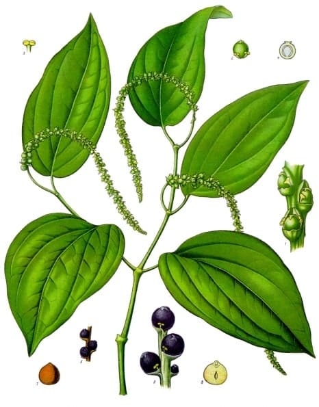 peppercorn