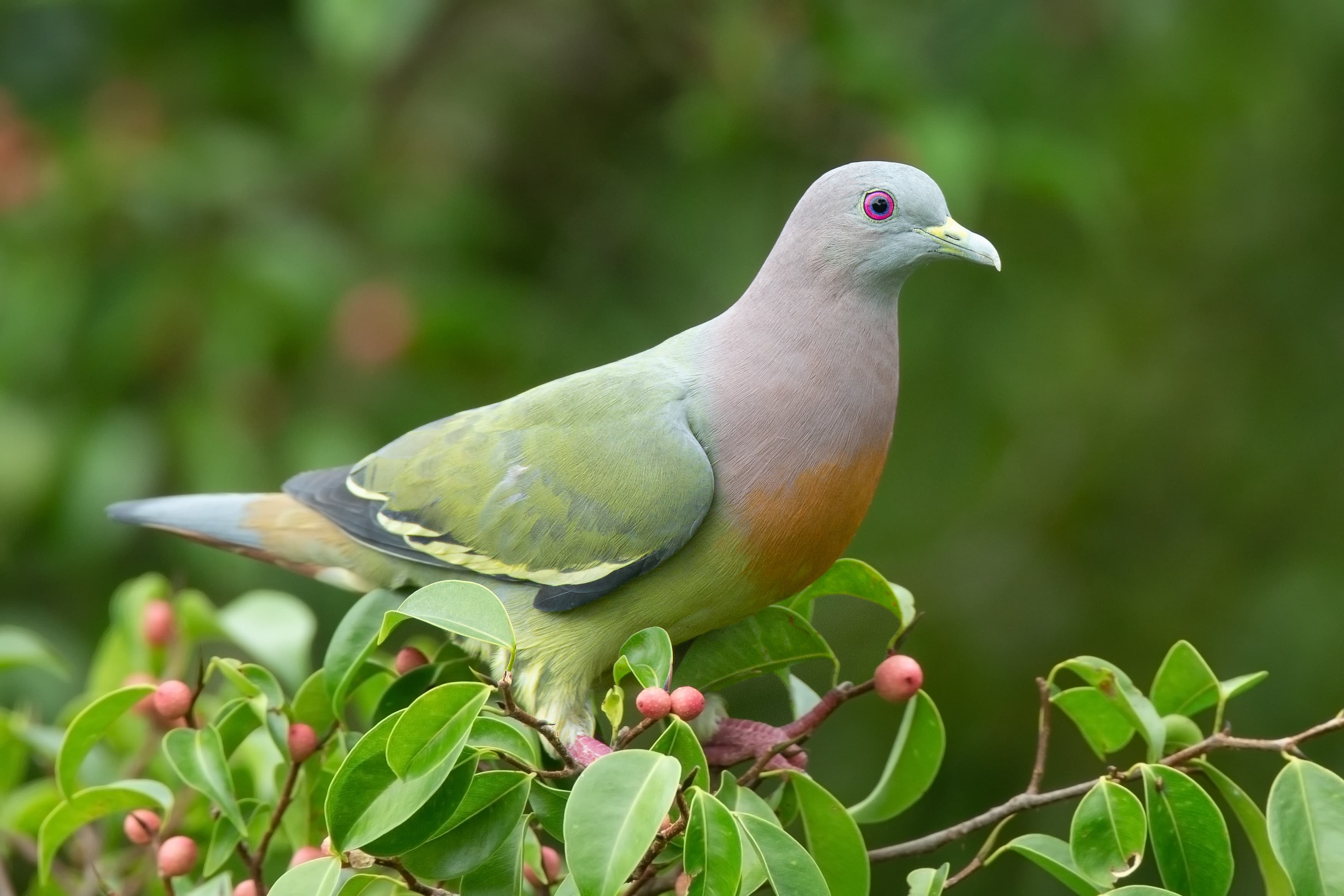 Columbidae (Dove, Pigeon)